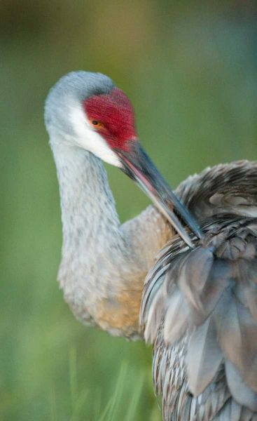 FL Sandhill crane preening its feathers